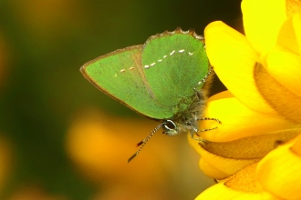 Green Hairstreak 