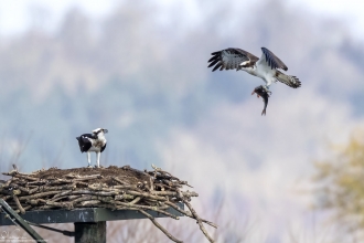 Osprey Nest Manton Bay