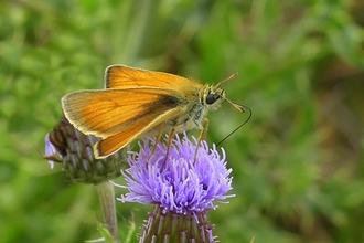 Small Skipper