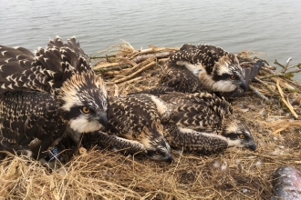 Manton Bay Osprey Chicks