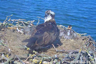 Maya and chicks on the Manton Bay nest