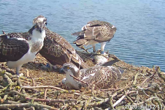 4 Manton Bay juveniles