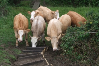 cows