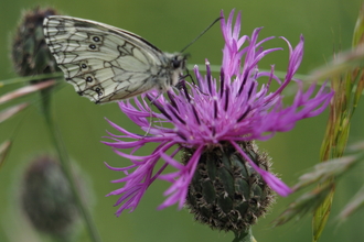 Marbled White Butterfly
