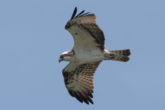 Osprey