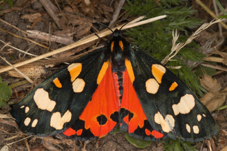 Scarlet tiger moth