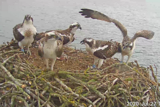 ospreys