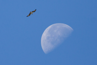 osprey