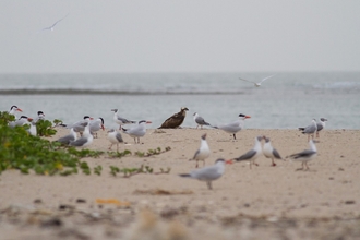 Ospreys on Gambian beach