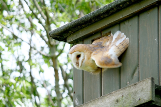 Iain Tidmarsh Barn Owl 