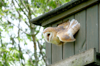 Iain Tidmarsh Barn Owl