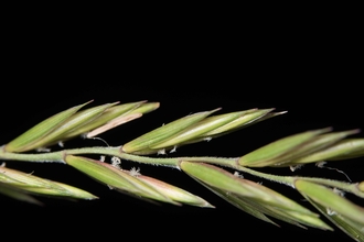 Elymus repens, Couch-grass