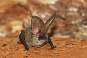 Grey-long eared bat 
