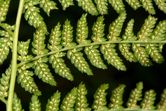 Lady-fern, Athyrium filix-femina