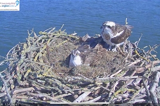 Maya and 33(11) on nest