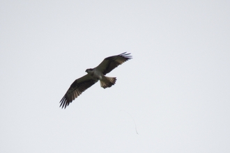 osprey in flight