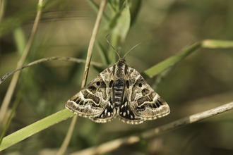Mother shipton moth