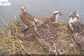 Manton Bay family on nest