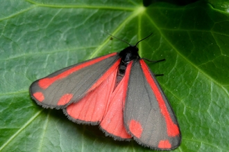 Cynabar Moth