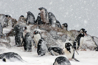 Cuverville in snow