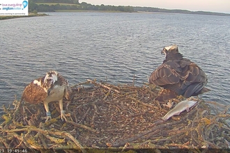 Osprey