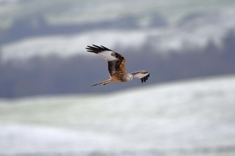 Red kite in flight