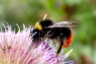 Male Red-tailed Bumblebee (Bombus lapidarius) 