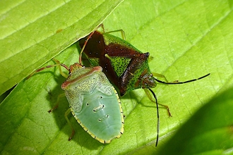 Hawthorn Shieldbugs