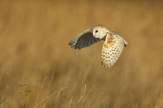 Barn Owl - Danny Green/2020VISION