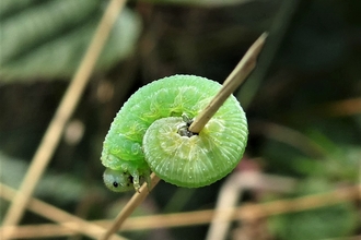 insect larvae