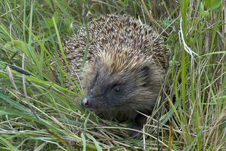 hedgehog wildlife trust