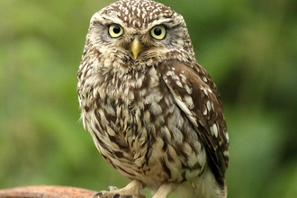 Little owl 