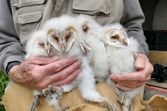 Barn owl chicks cossington