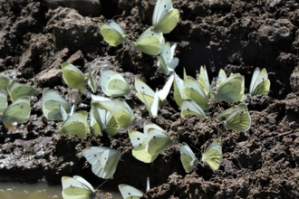 Green veined White and Small White butterflies on a dung heap