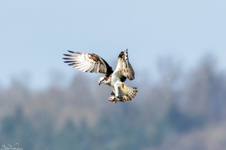 osprey