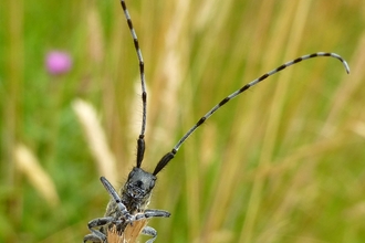 The Golden-bloomed Grey Longhorn beetle has impressive antennae
