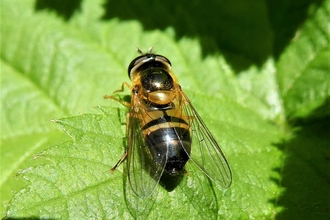 Spring Hoverfly