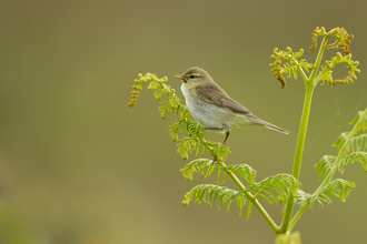 A willow warbler perched on the end of a green plant
