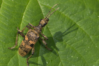 A black-spotted longhorn beetle resting on a leaf