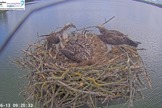 Manton Bay Osprey family