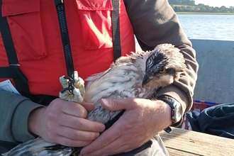 Manton Bay Chick