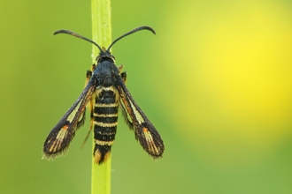 Six belted clearwing (Tim Sexton)