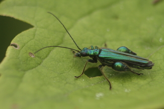A glittering green swollen-thighed beetle on a leaf, demonstrating the chunky thighs that earn its name