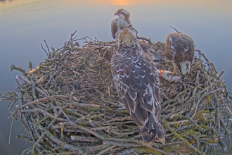 Juveniles and Maya Feeding 08/07