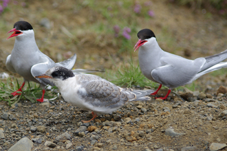 Two adult Arctic terns watching over a juvenile Arctic tern