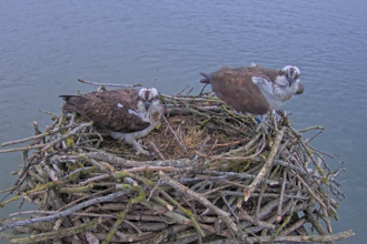 Maya and 33(11) on Manton Bay Nest