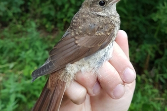 Juvenile Nightingale