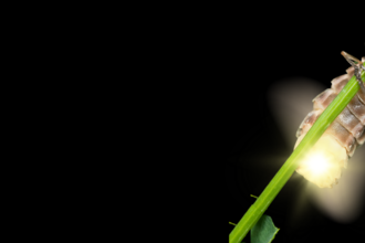 Glow worm