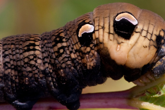 An elephant hawk-moth caterpillar. It's fat, greyish brown and looks like an elephant's trunk. It has four large eyespots behind its head