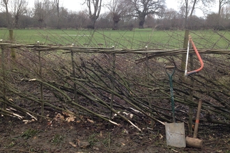 Hedgelaying